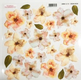 Sospeso Transparente Series 5/14 Cream Rose